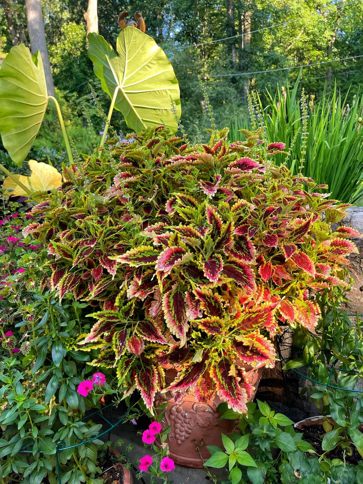 A large, vibrant El Brighto coleus with red, pink, and green leaves grows in a pot, surrounded by blooming pink flowers and large green elephant ear leaves in a lush garden setting.
