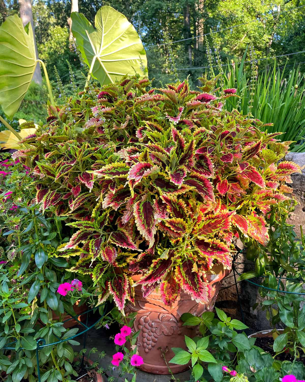 el brighto coleus colorblaze by proven winners with colocasia