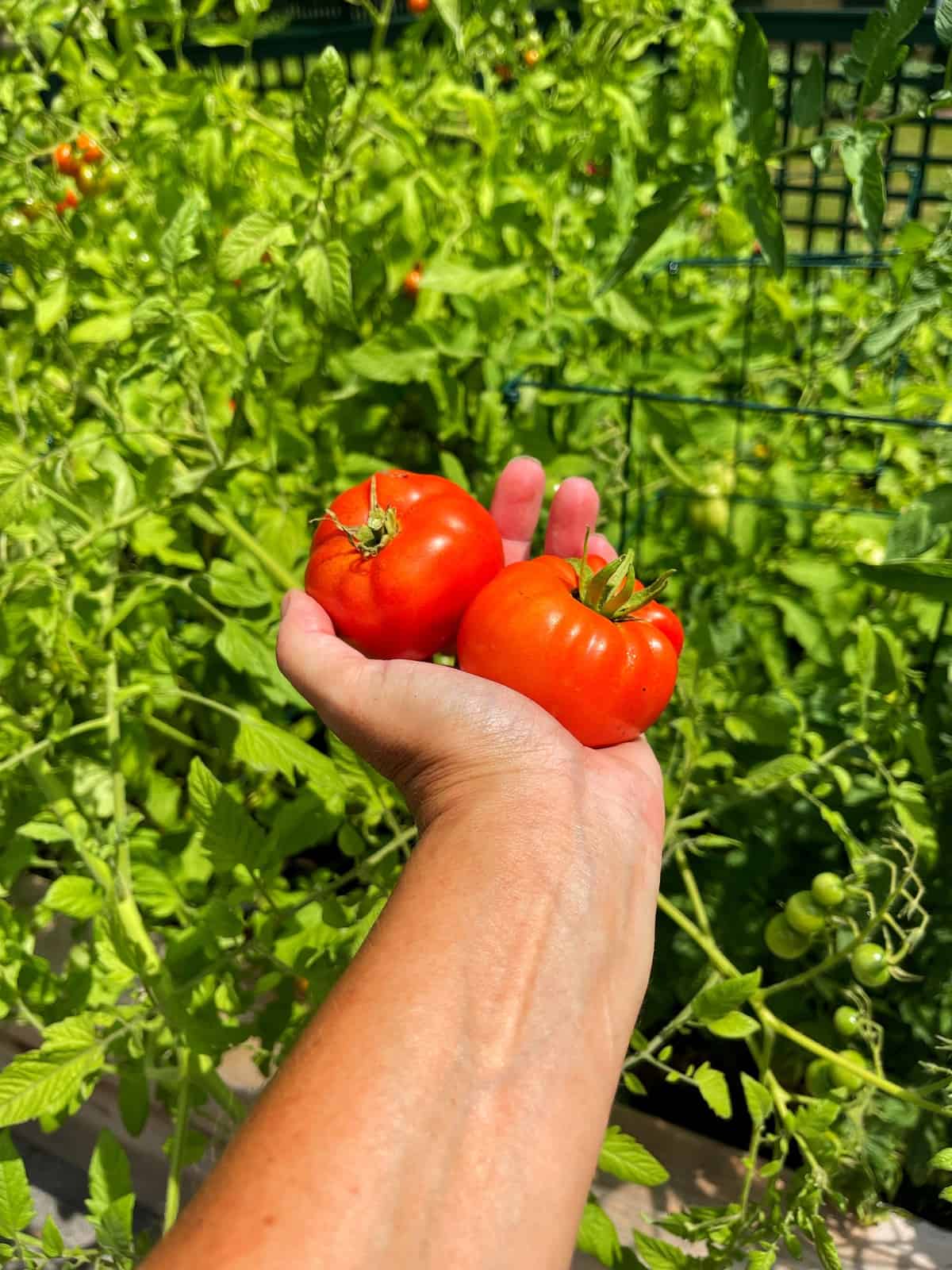 A hand is holding two ripe, red tomatoes in the foreground. The background consists of a lush garden filled with leafy tomato plants, showcasing the bounty of growing tomatoes. The sunlight highlights the vibrant colors of the tomatoes and the greenery.