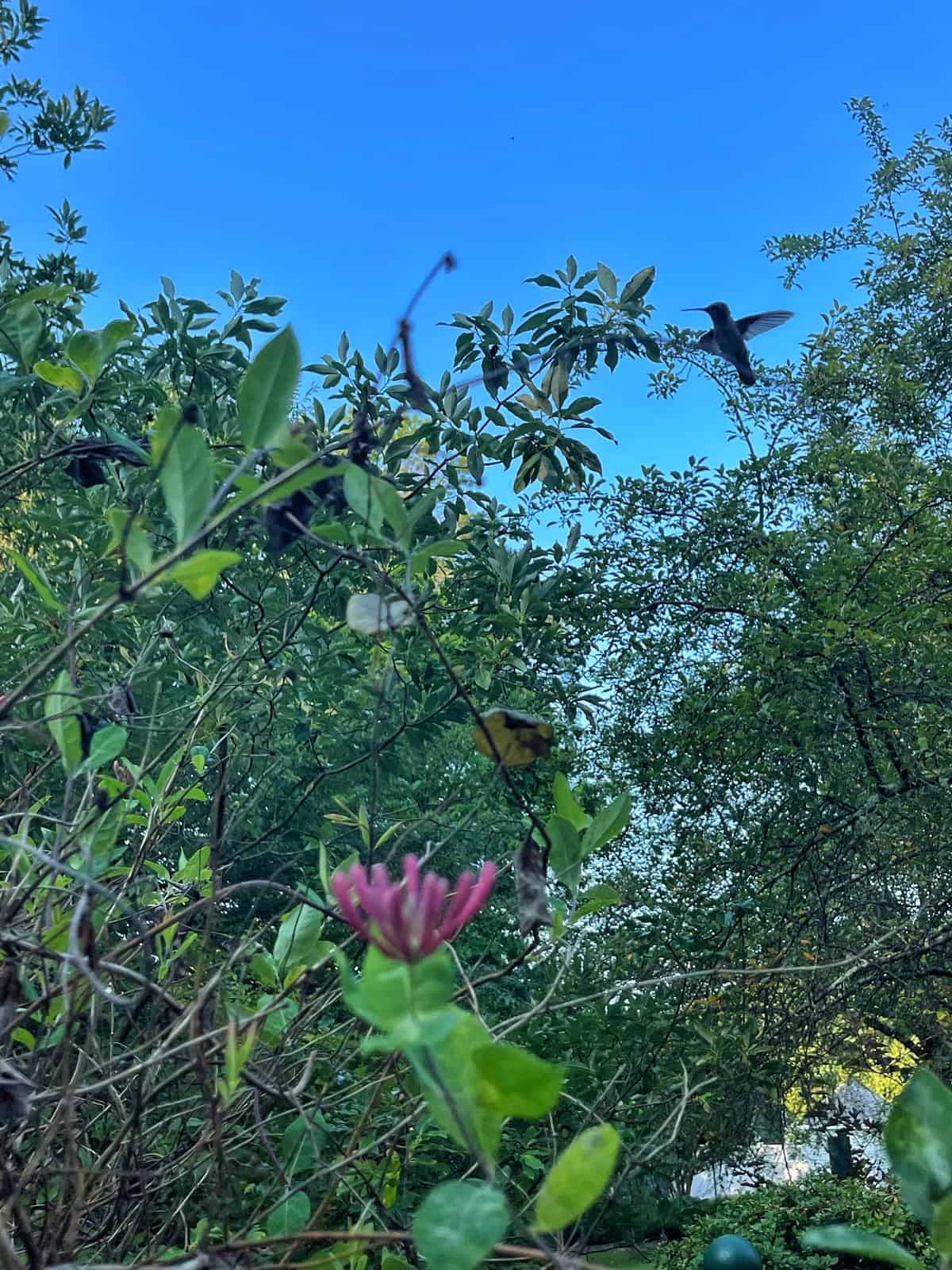 A hummingbird hovers near green leafy branches under a clear blue sky, with a pink flower blooming in the foreground. The vibrant scene is alive with lush greenery and the delicate presence of the hummingbird.