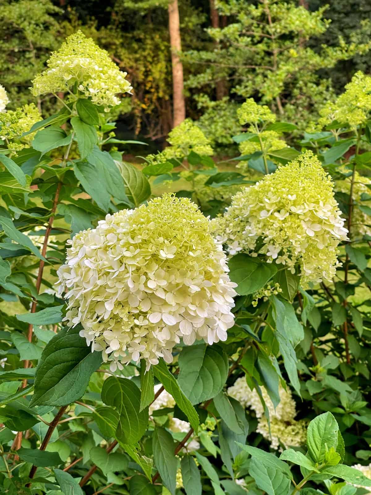 Drying Hydrangea Flowers - Stacy Ling