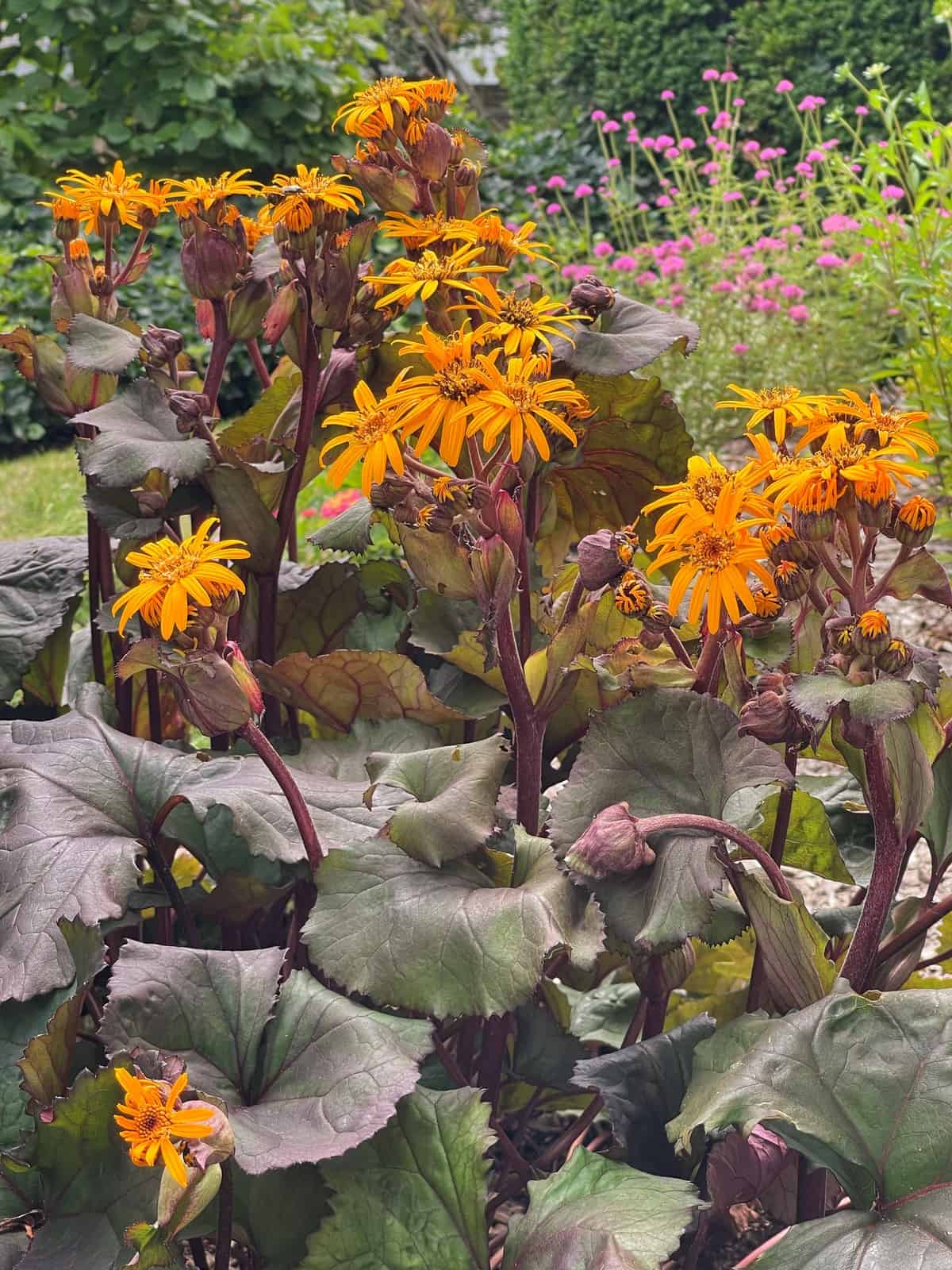 Bright orange-yellow ligularia flowers with dark stems and large, round, dark green leaves grow in a lush garden, surrounded by more flowering plants and vibrant greenery in the background.