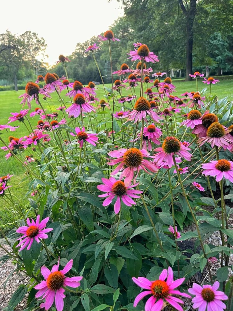 Best Native Plants for a Buzzing Pollinator Garden | Bricks ’n Blooms ...