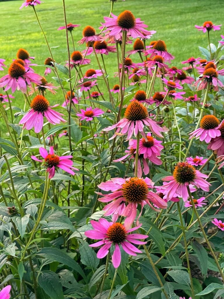 Purple Coneflower Care: Your Essential Guide - Bricks 'n Blooms with ...