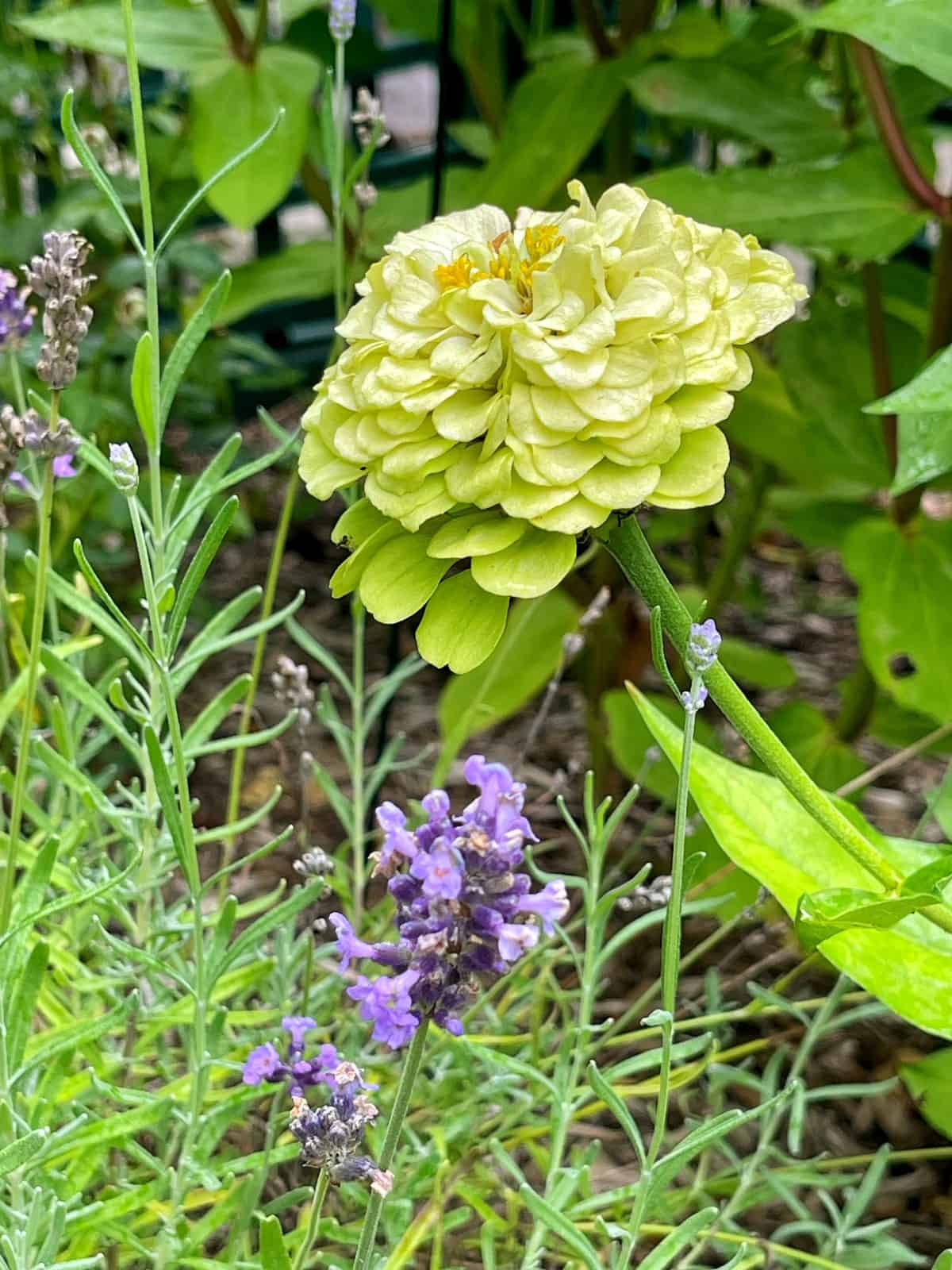 A pale green zinnia blooms amid lush foliage, with sprigs of purple lavender growing nearby, creating a colorful contrast between zinnias and lavender in a vibrant garden setting.