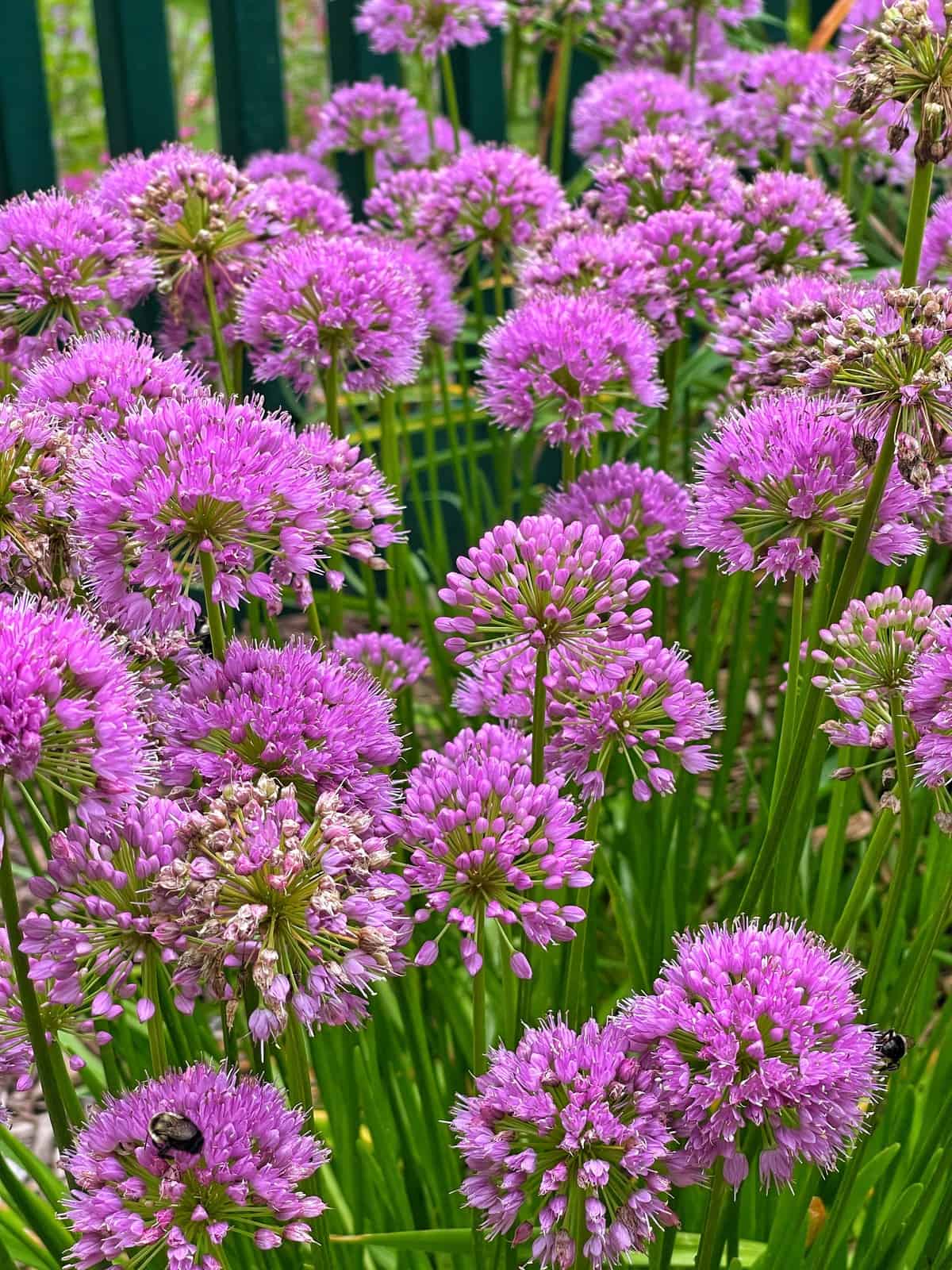 A cluster of vibrant alliums with spherical pink blooms and green stems showcases nature's artistry. Several bees, diligently collecting nectar, hover among the flowers. In the background, a blurred green fence enhances the vivid colors of this lively scene.