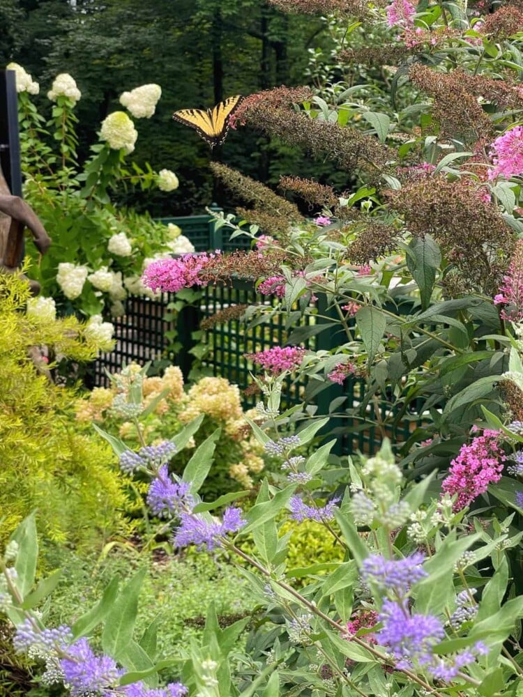 A yellow butterfly rests on pink flowers (butterfly bush) in a lush pollinator garden filled with blooming white, purple, and green plants, including caryopteris, with a black fence and trees in the background.