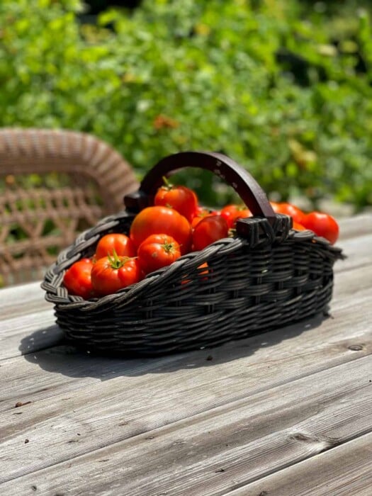 fresh garden tomatoes in a harvest basket on a table in the potager