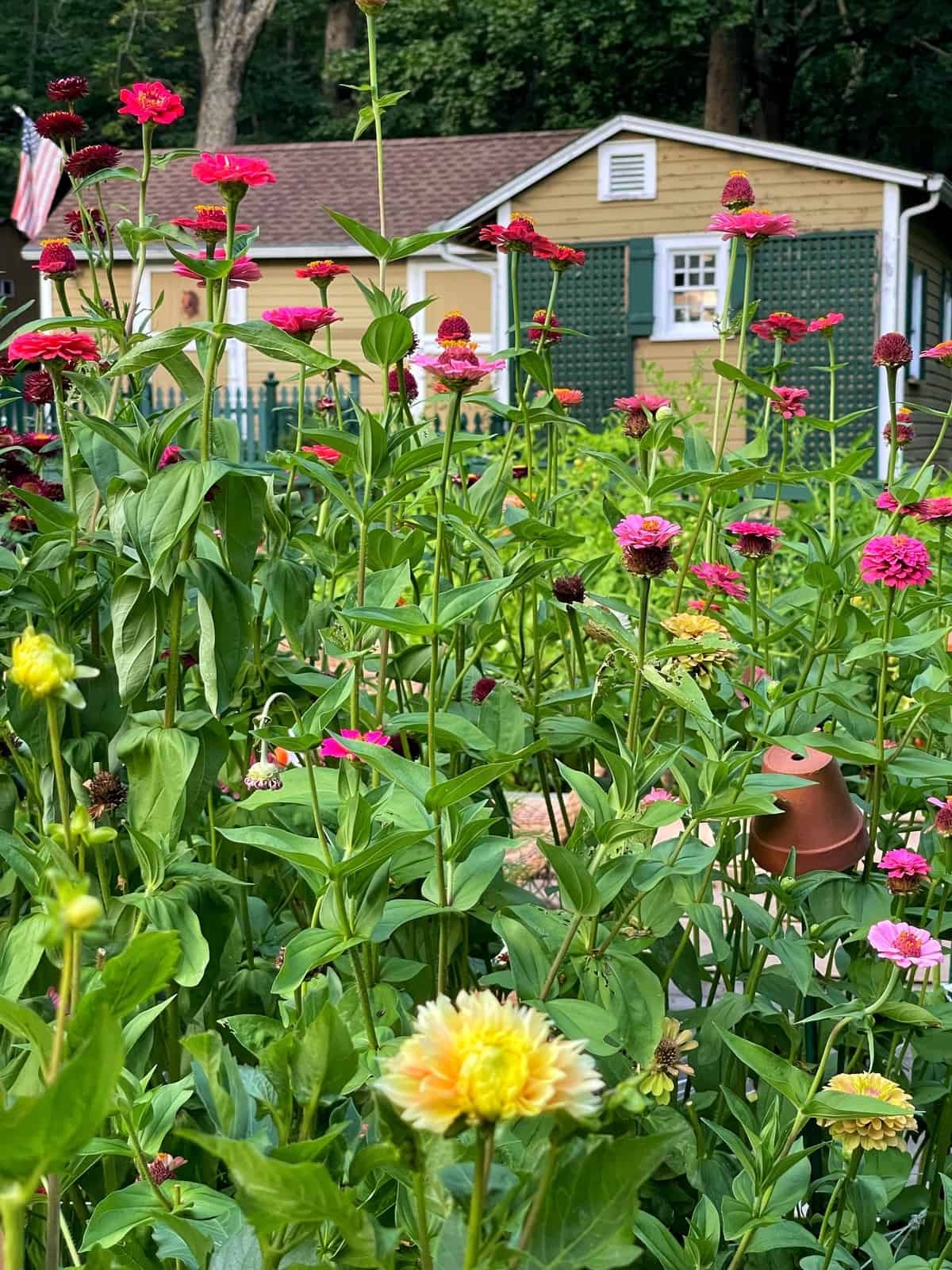 zinnia flowers in the cottage garden