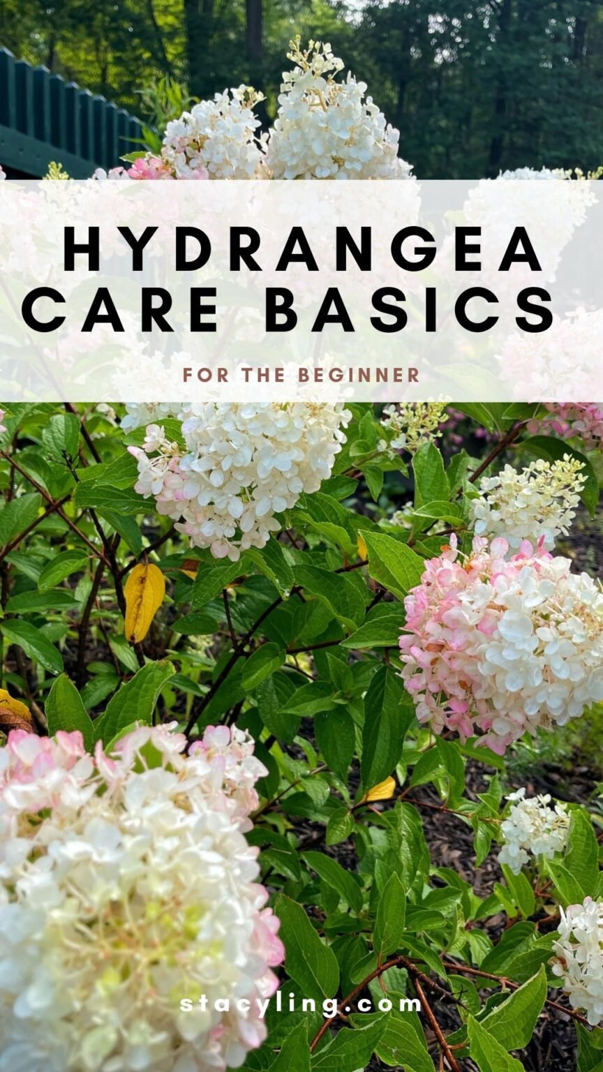 The Ultimate Guide to Hydrangea Care: Tips for Beginners and Beyond ...