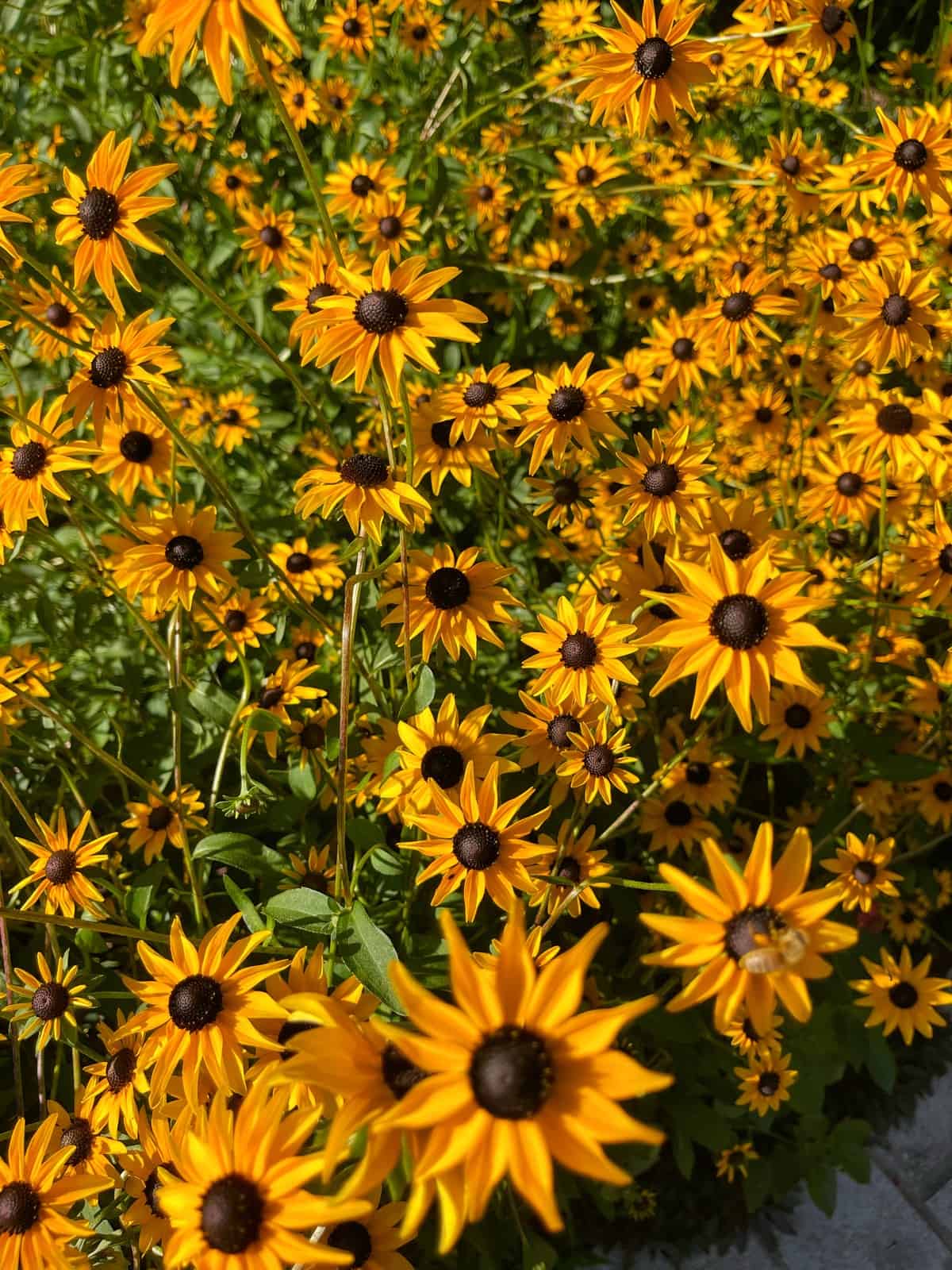 A vibrant cluster of black eyed susan flowers, brightly illuminated by sunlight and densely filling the frame with lively colors.