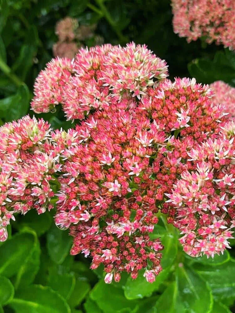 Close-up of stonecrop sedum flowers in full bloom. The densely packed clusters of small, star-shaped pink and white flowers contrast against the vibrant green, fleshy leaves, creating a stunning display of color and texture. Growing Sedum Autumn Joy can add a similar breathtaking scene to your garden.