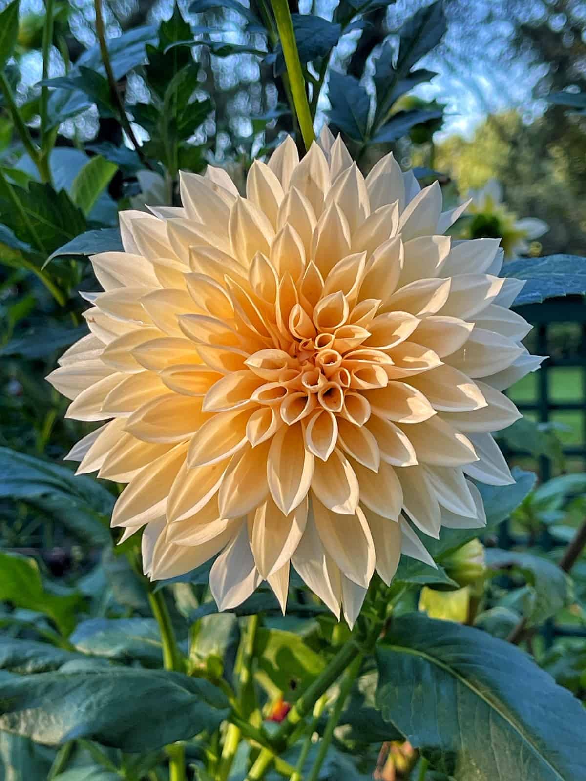 dahlia cafe au lait at sunrise in a cut flower garden