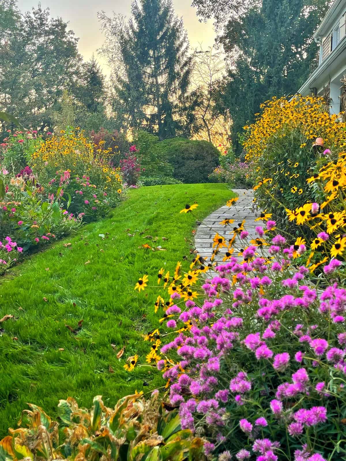 gomphrena, rudbeckia, celosia, zinnias, lantana in fall cottage garden in new jersey gardening zone 6a