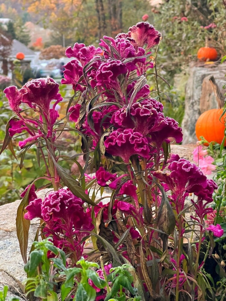 Vibrant pink celosia flowers with ruffled edges in focus, with blurred background featuring autumn scenery with orange pumpkins and fall foliage.