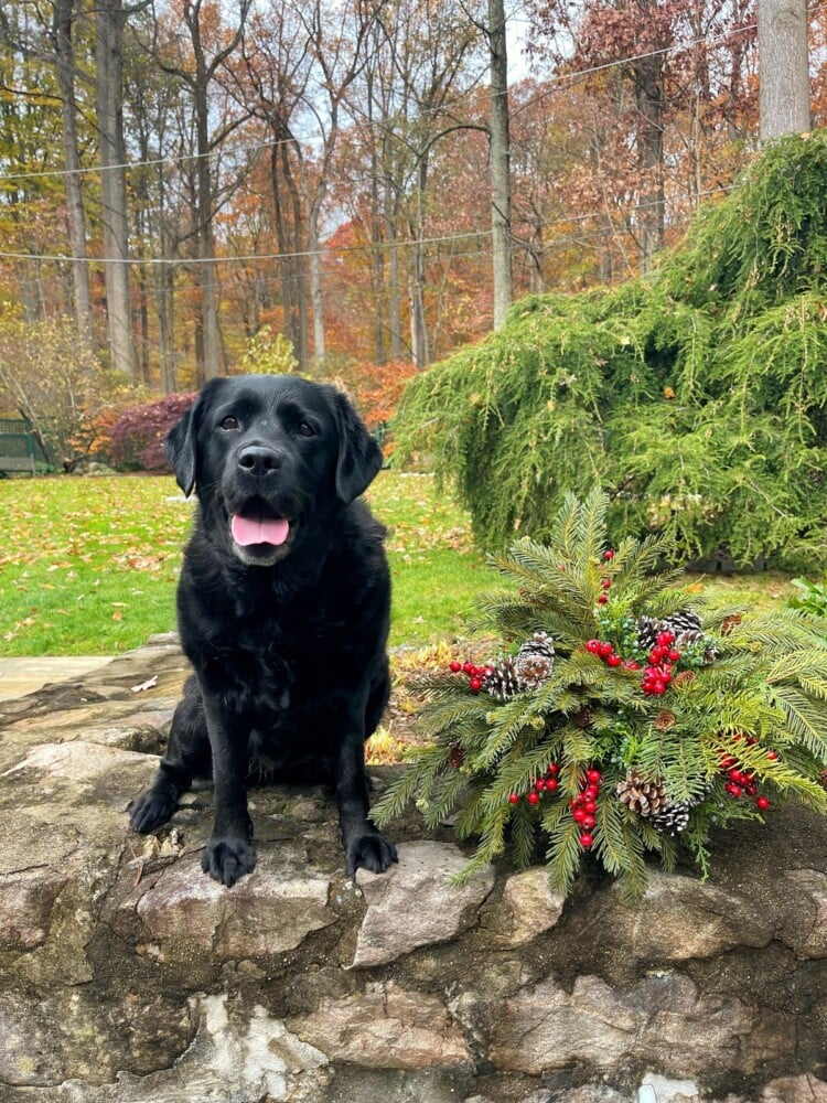 black labrador retriever with rustic christmas centerpiece DIY