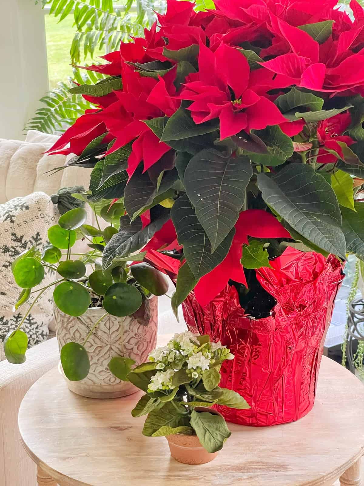 A vibrant red poinsettia plant wrapped in shiny red foil sits on a round wooden table alongside two smaller green plants in decorative pots. A cozy couch with a patterned pillow is in the background, and natural light fills the room.