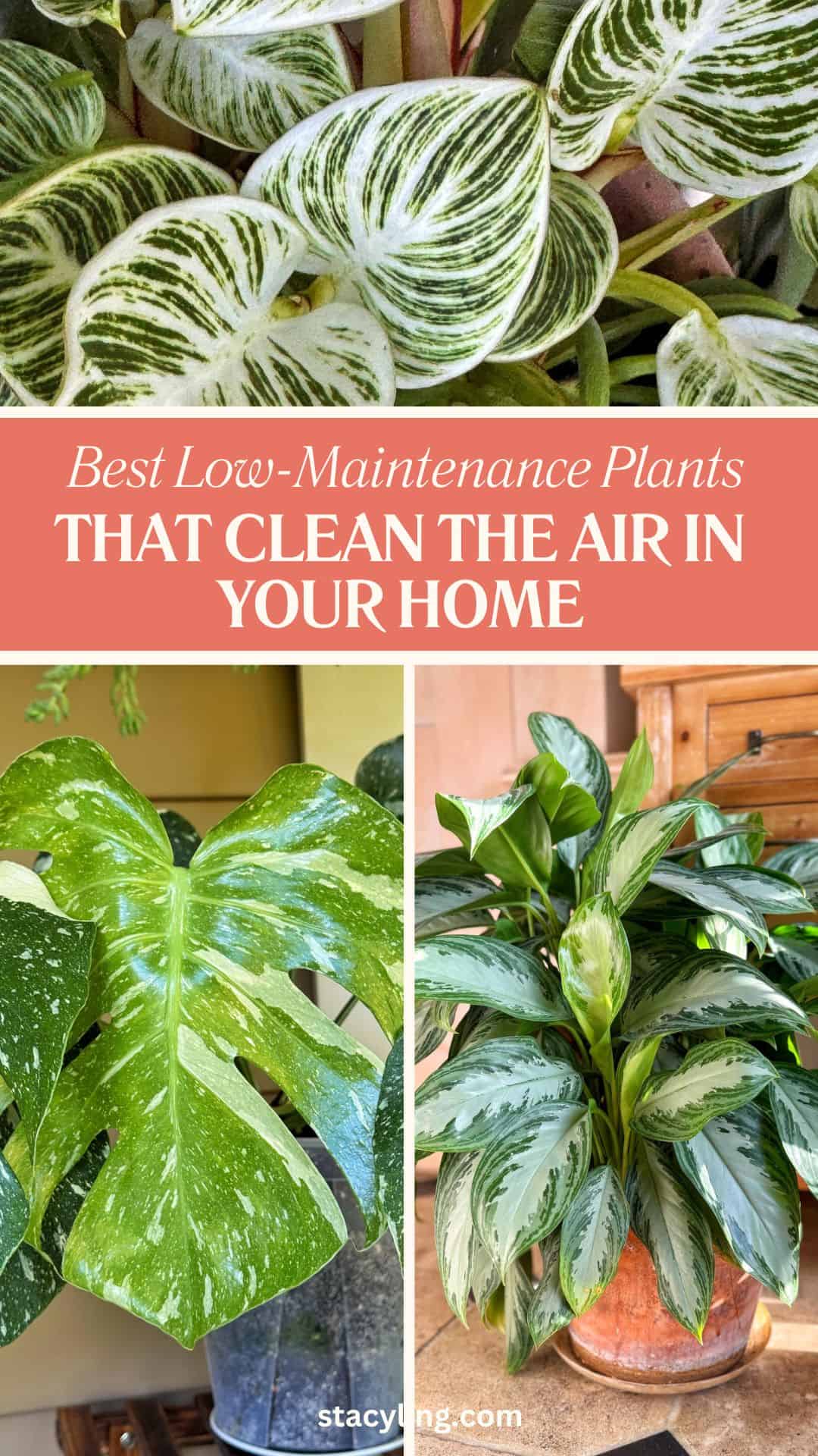 Collage of three leafy houseplants with green and white variegated leaves. Text overlay reads: "Best Low-Maintenance Plants That Clean the Air in Your Home." Website stacyling.com at the bottom.