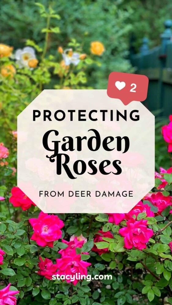 Protecting Your Garden Roses From Deer Damage - Bricks ’n Blooms with ...
