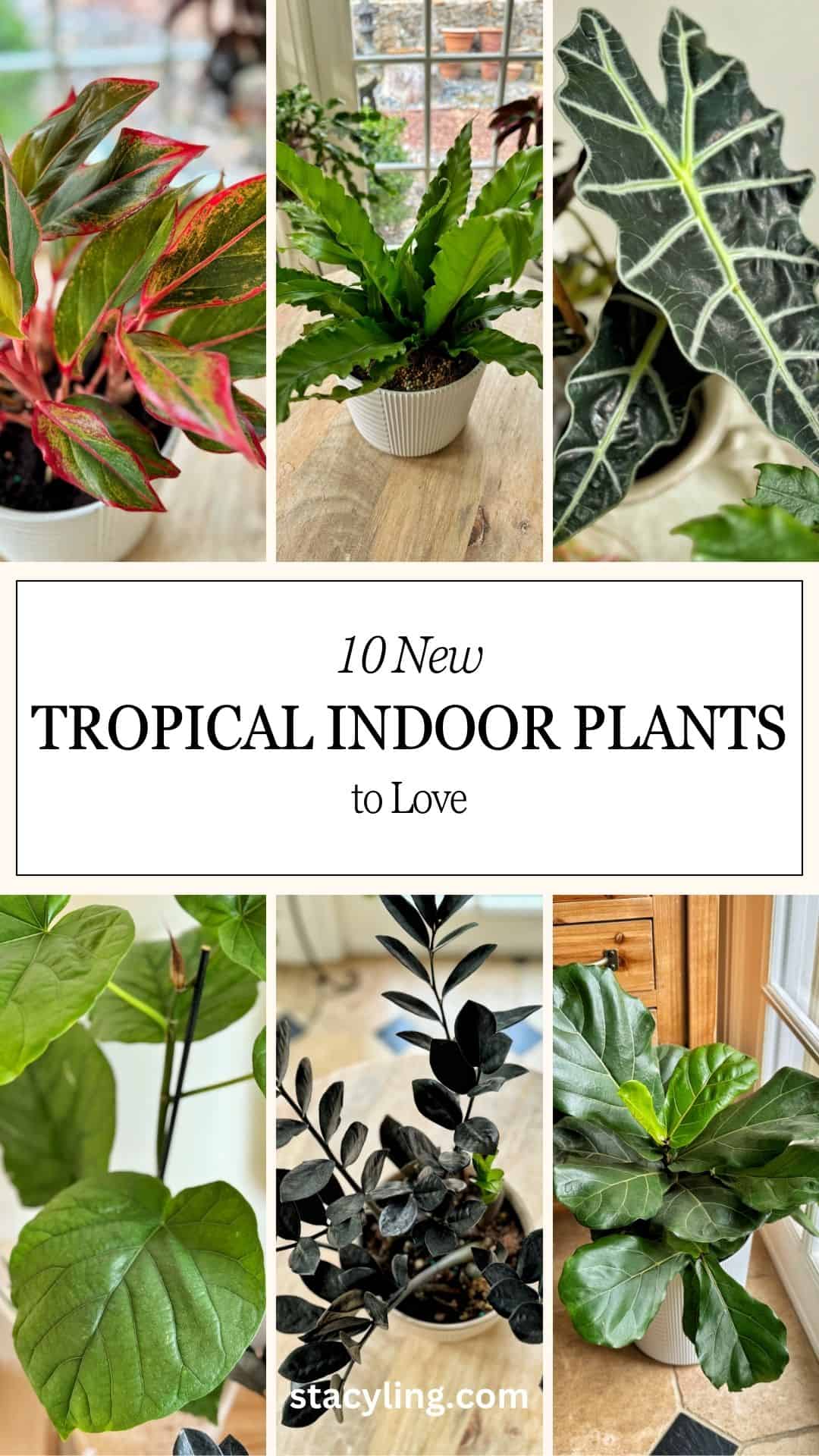 https://stacyling.com/wp-content/uploads/2024/02/10-New-Tropical-Indoor-Plants-to-Love.jpg?utm_source=chatgpt.com