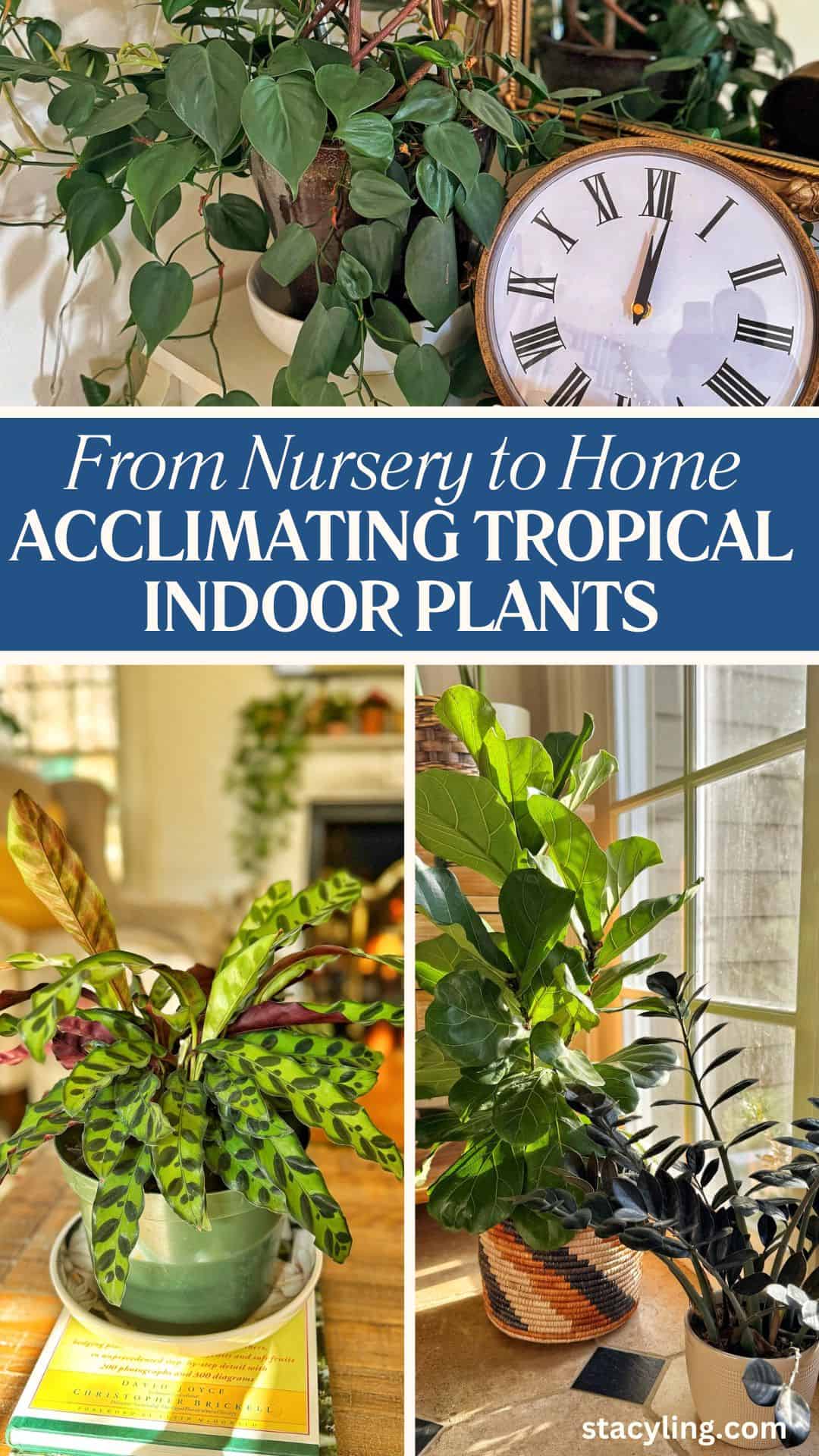A collage showing various indoor plants, a vintage-style clock, and sunlight streaming through windows, with the text: "From Nursery to Home: Acclimating Tropical Indoor Plants.