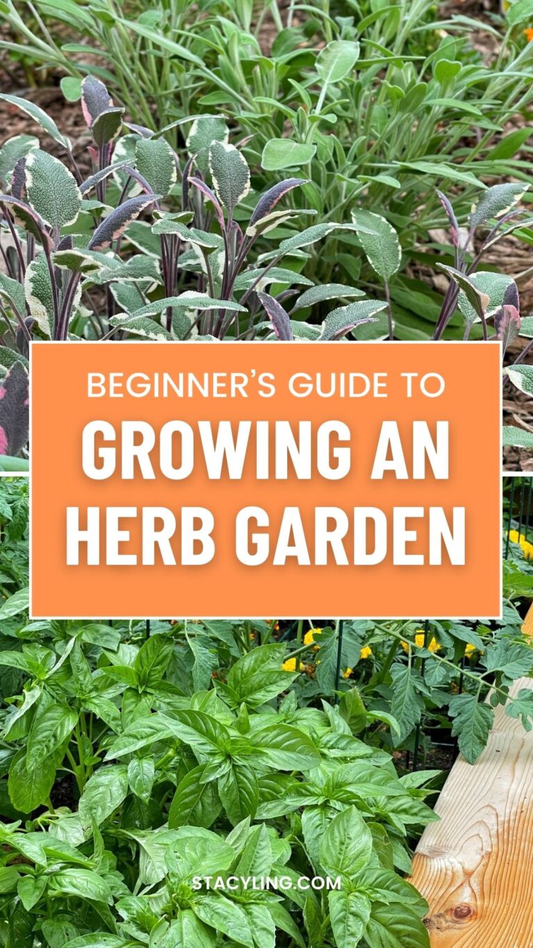 Beginner's Guide to Growing an Herb Garden: Step-by-Step Tips for ...