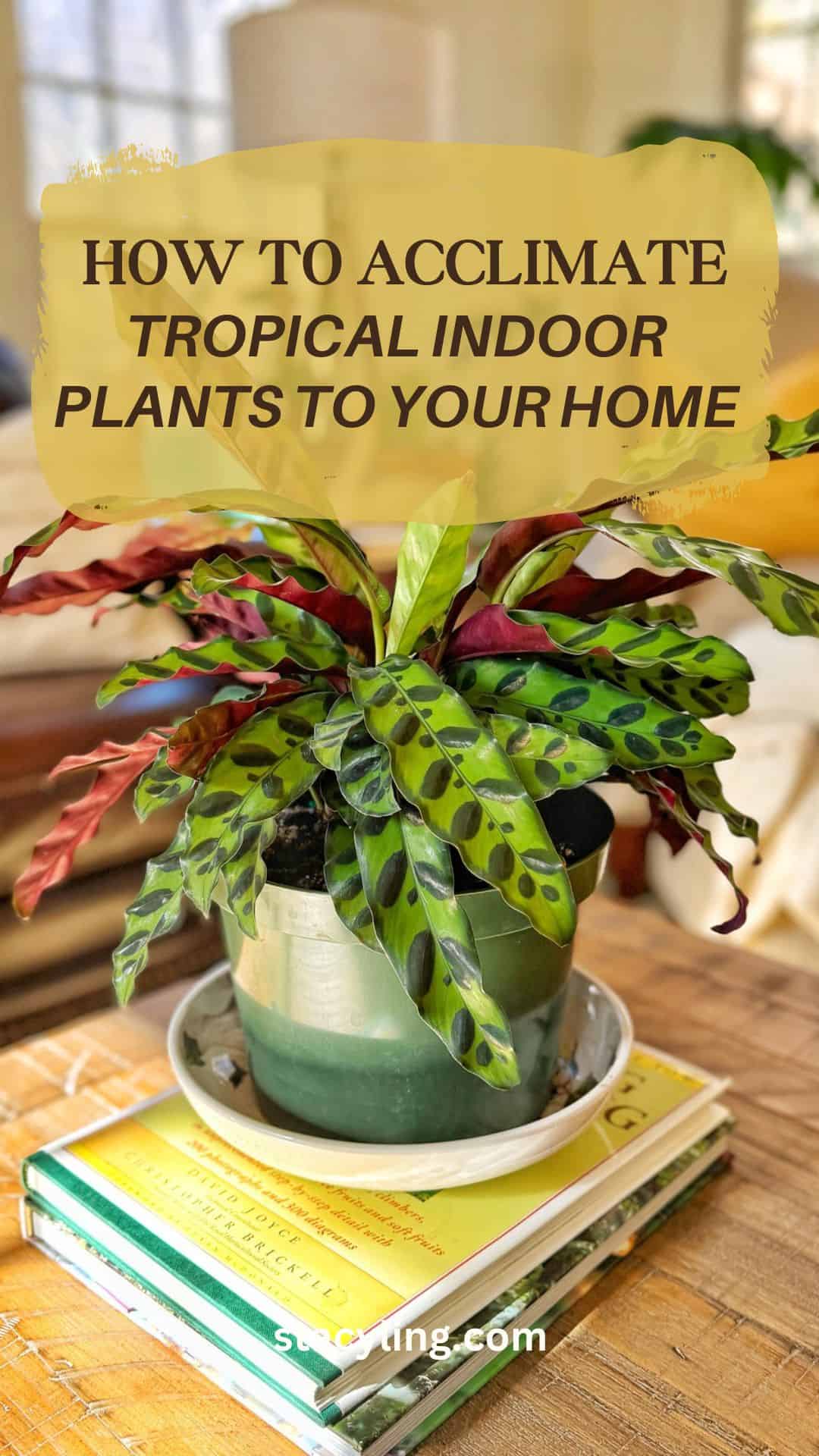 A potted tropical plant with spotted green leaves sits on top of stacked books on a wooden table. Text over the image reads "How to Acclimate Tropical Indoor Plants to Your Home.