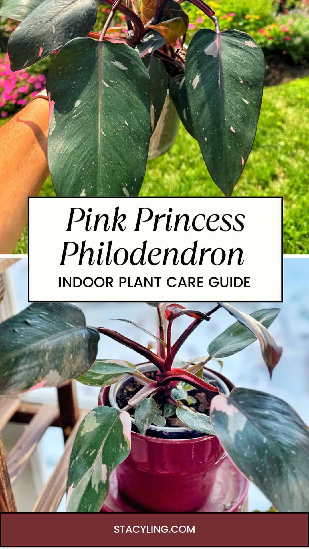 Two images of a Pink Princess Philodendron plant with dark green leaves and pink variegation; the top shows a close-up of leaves, the bottom shows the plant in a purple pot. Text overlay: "Pink Princess Philodendron Indoor Plant Care Guide.
