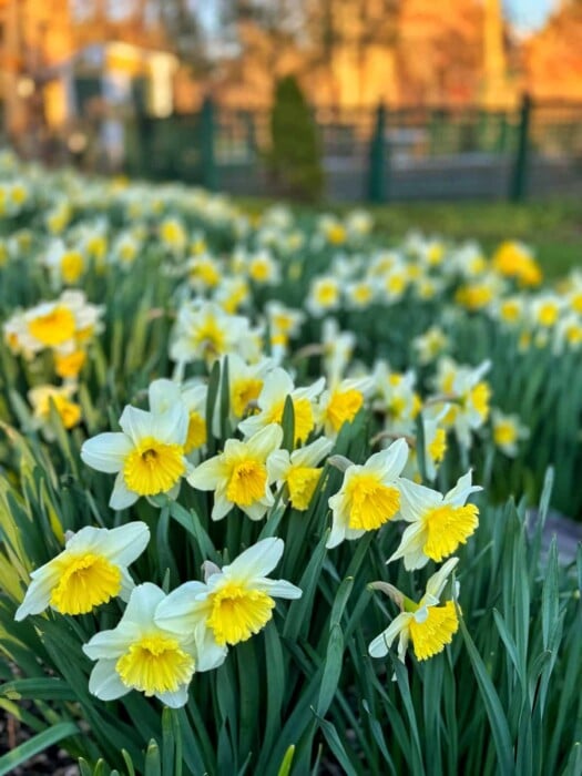 A vibrant field of blooming yellow and white daffodils in a garden setting, demonstrating how to plant daffodils effectively. They bask in warm sunlight, while a fence and blurred background add depth to the scene, capturing the essence of a bright spring day.