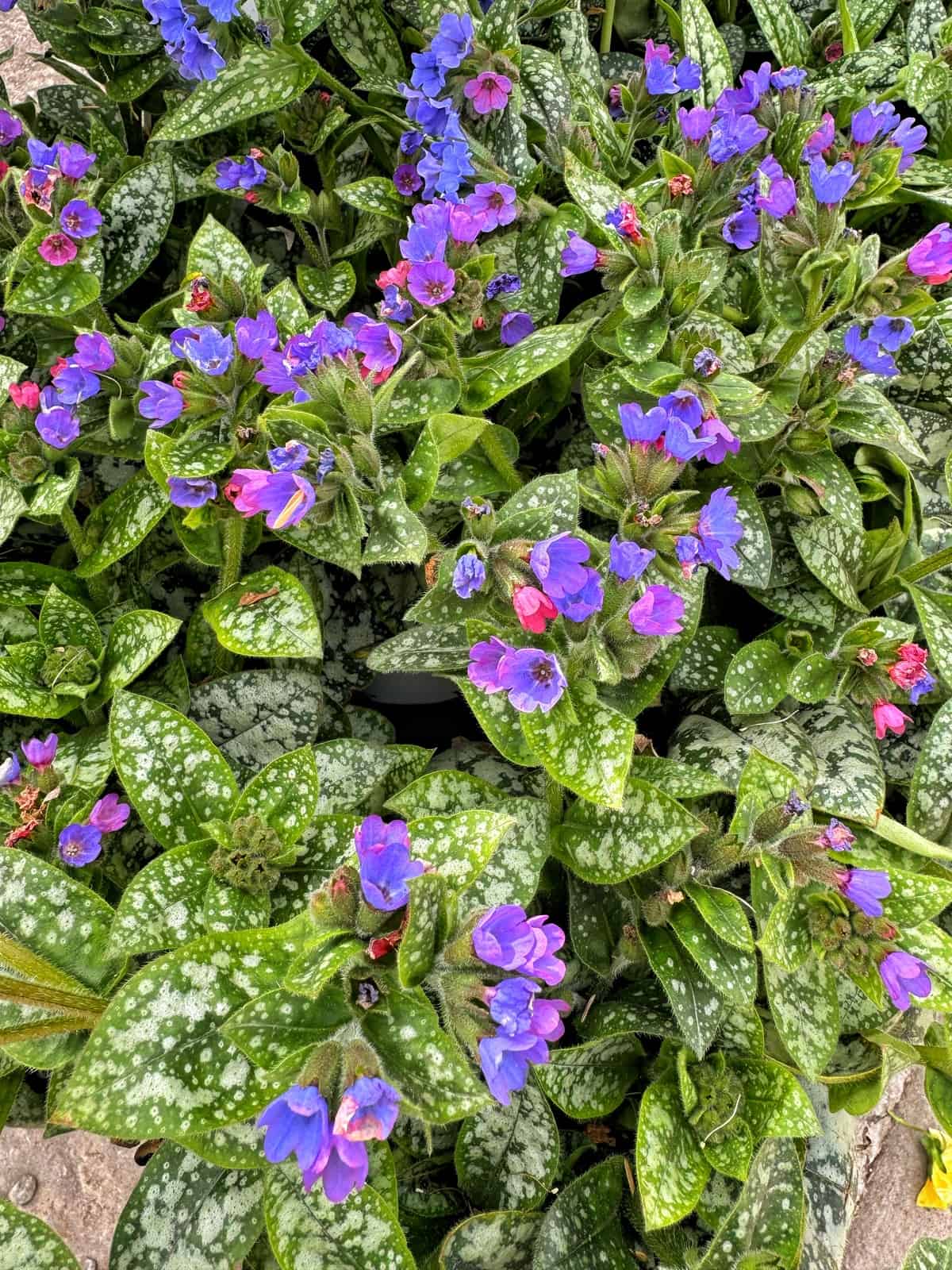 Clusters of purple and pink lungwort flowers with green leaves speckled with white spots, densely packed together, create a vibrant and colorful display.