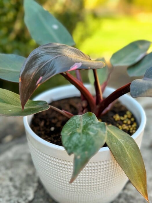 pink princess philodendron plant