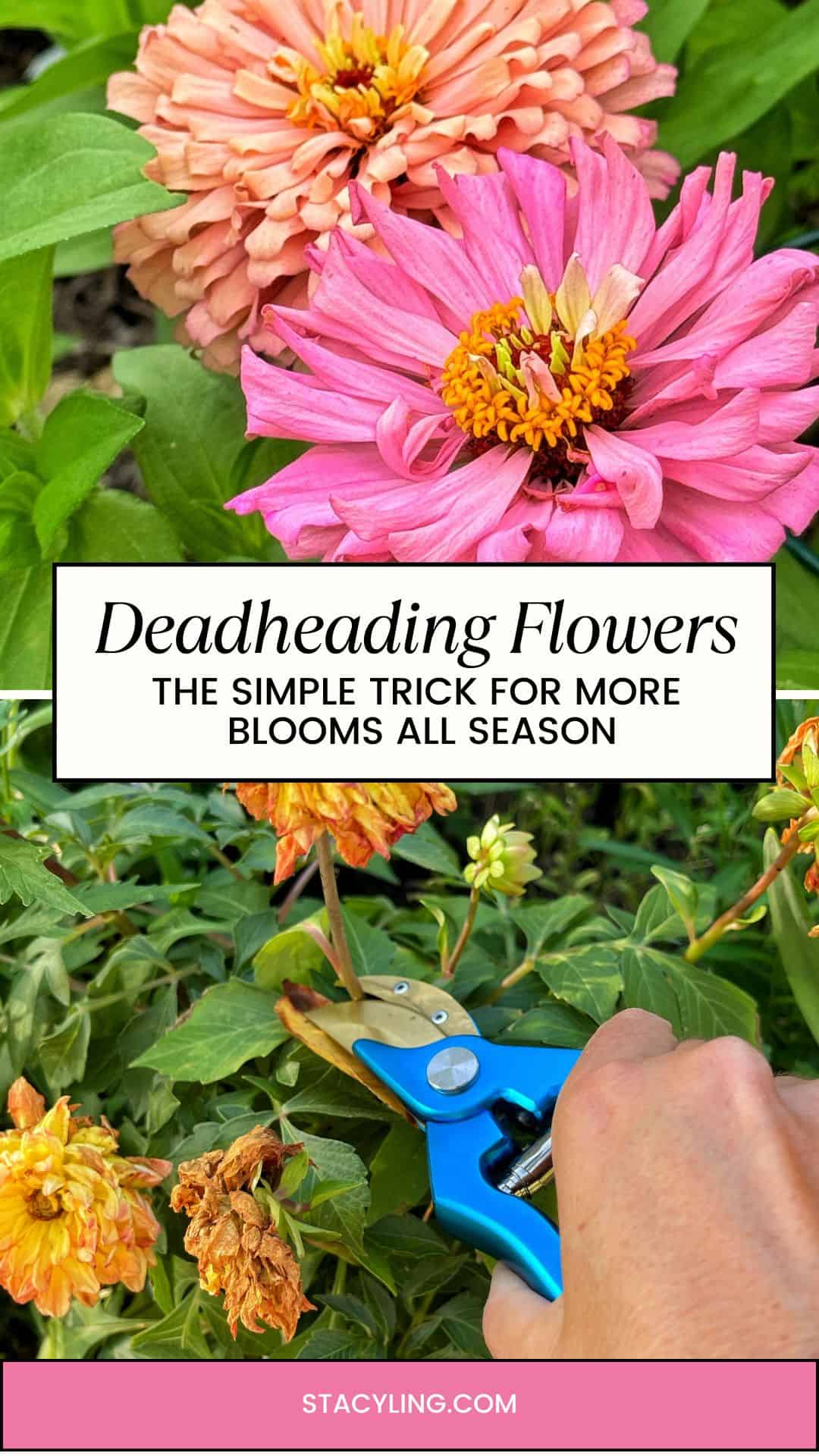 Two images: The top displays healthy pink and peach zinnia flowers; the bottom shows a hand using blue pruning shears to deadhead faded, brown blooms. Text reads: &ldquo;Deadheading Flowers - The Simple Trick for More Blooms All Season.&rdquo;.