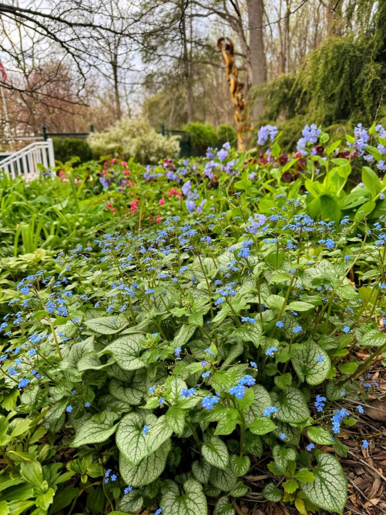 Companion Planting for Hostas (Smart Plant Pairings for Shade Gardens ...