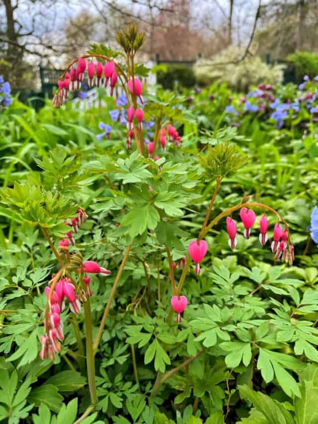 Close-up of vibrant pink bleeding heart flowers with heart-shaped petals, surrounded by lush green foliage. Blue flowers and blurred trees are in the background, suggesting a garden setting.