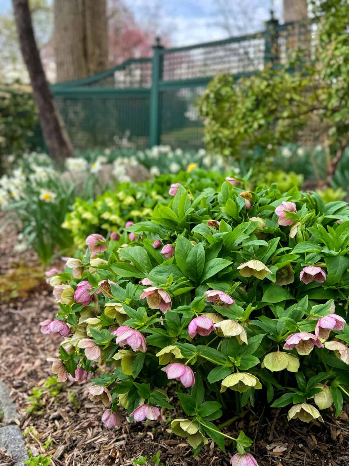 A lush bush of lenten rose, a popular shade garden perennial, blooms with pink and pale green flowers in a garden bed, surrounded by mulch and greenery, with a green fence and trees in the background.