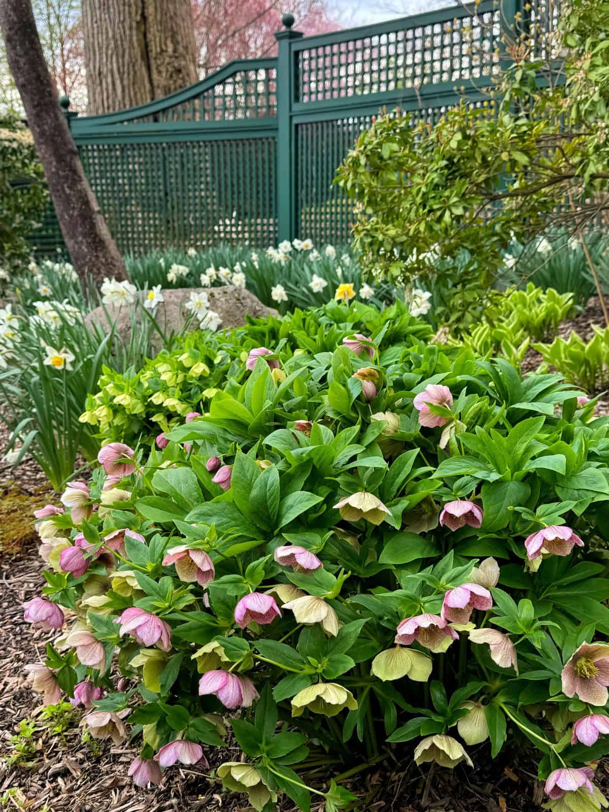 A lush shade garden features blooming pink and green hellebores in the foreground, with yellow and white daffodils and rich green foliage set against a green lattice fence in the background.