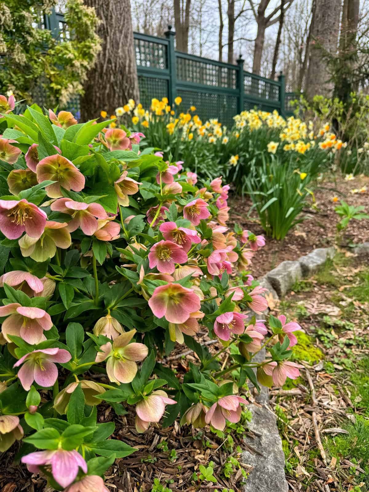 A garden in zone 6b with clusters of pink and green hellebore flowers in the foreground, yellow daffodils in the background, and a green fence running alongside a wooded area.