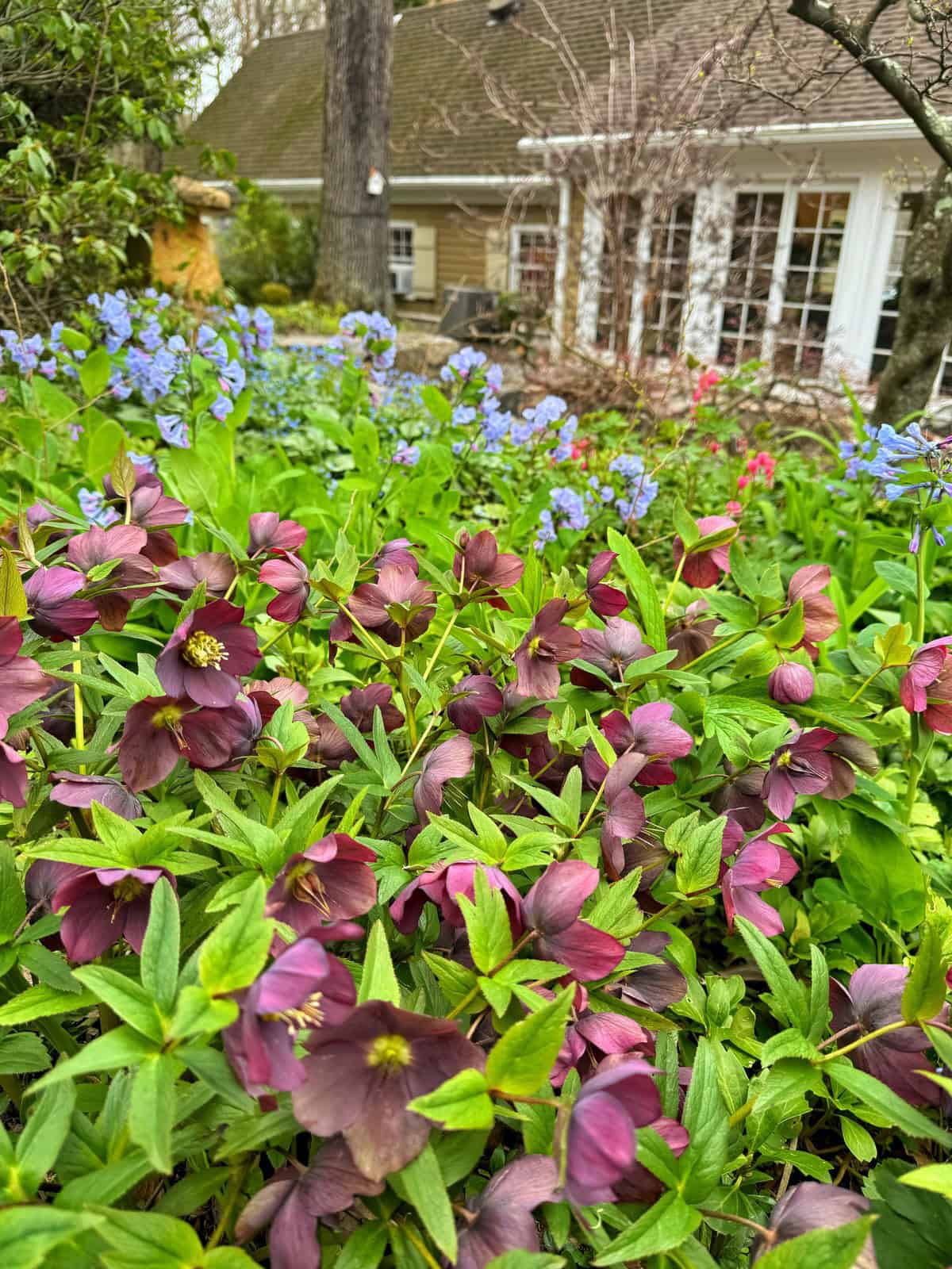 A shade garden with purple and green hellebores, also known as lenten rose, in the foreground, blue and pink flowers behind them (Virginia bluebells), and a house with large windows and a sloped roof in the background.
