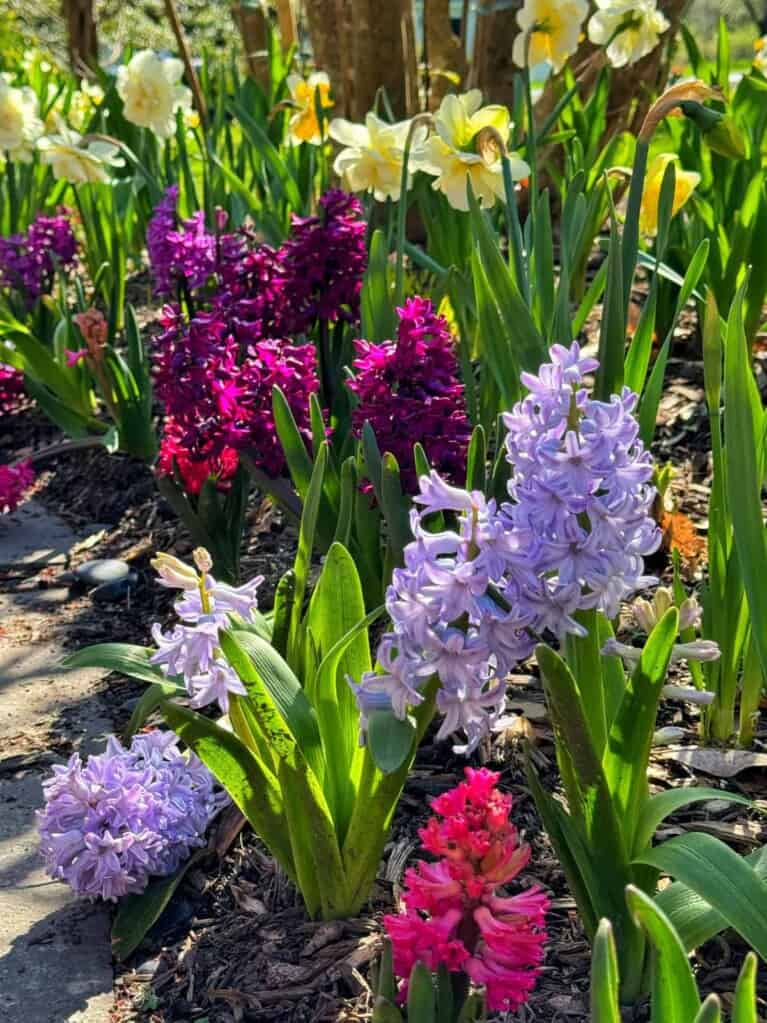 How to Plant Bulbs in Fall for a Stunning Spring Garden | Bricks ’n ...