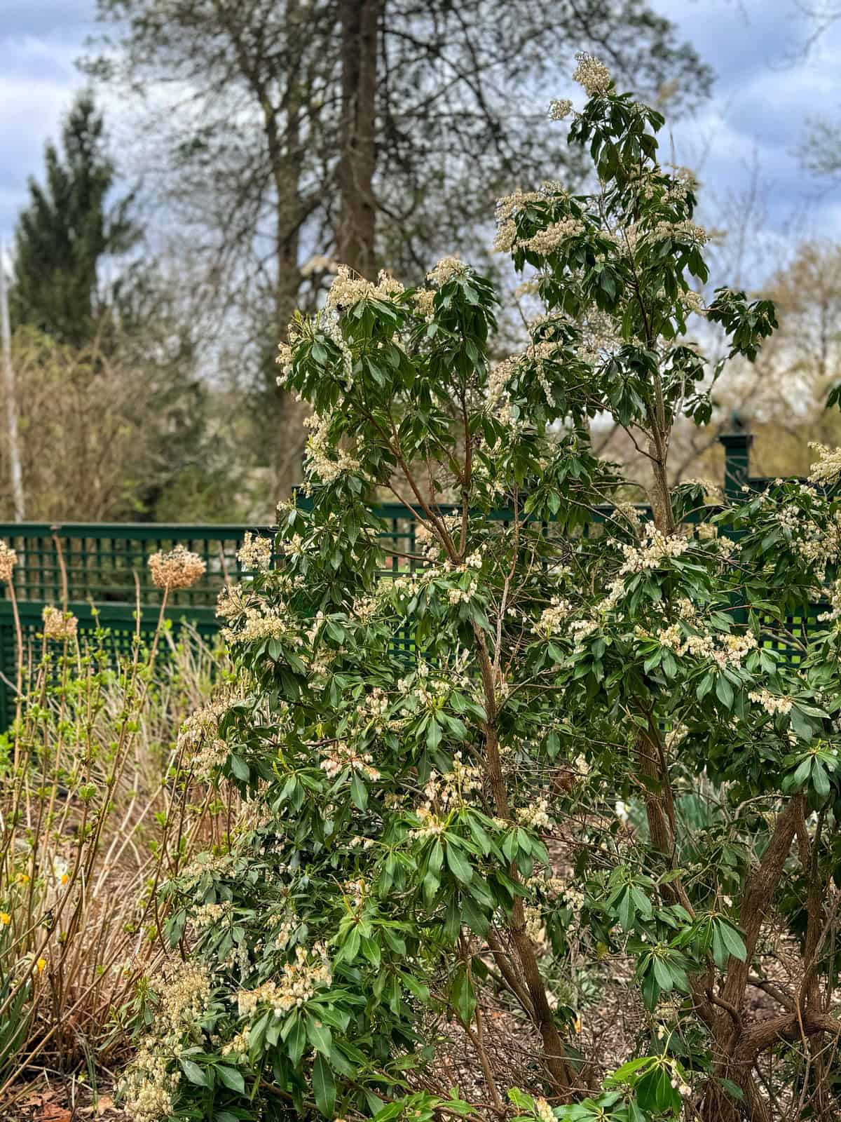 A bush of pieris japonica with green leaves and clusters of small white flowers grows in a garden, surrounded by other plants. A dark green fence and tall trees are visible in the background under a cloudy sky.