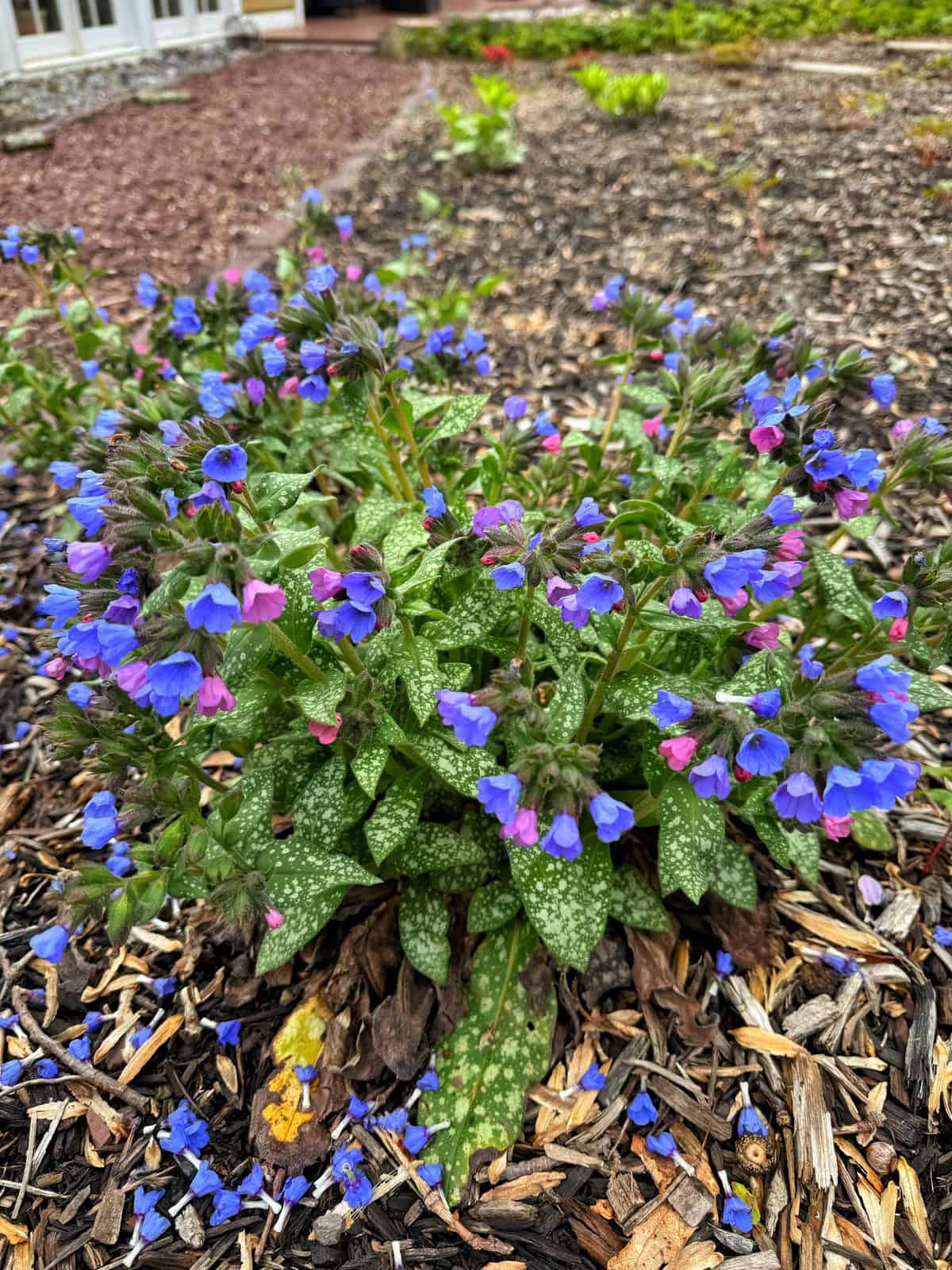 A cluster of lungwort (pulmonaria) plants with green, white-speckled leaves and small purple and pink flowers grows in a mulched garden bed.