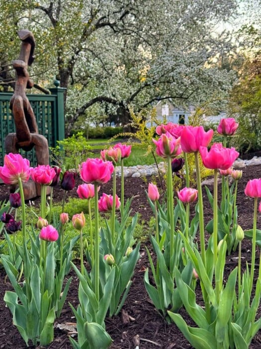 A colorful garden with blooming pink tulips in the foreground and a large green tree with white blossoms in the background. A wooden sculpture and green trellis are visible on the left side of the scene. The spring garden is lush and vibrant with greenery.
