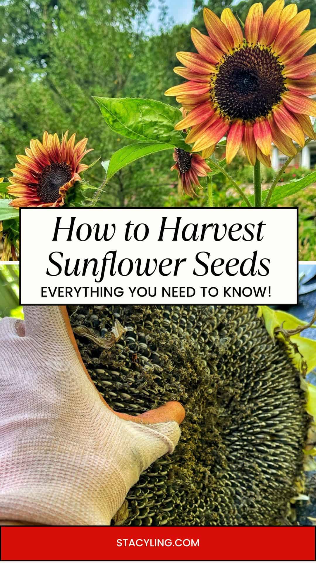 A pair of sunflowers in bloom outdoors above a close-up of a gloved hand harvesting seeds from a mature sunflower head, with text: "How to Harvest Sunflower Seeds - Everything You Need to Know!.