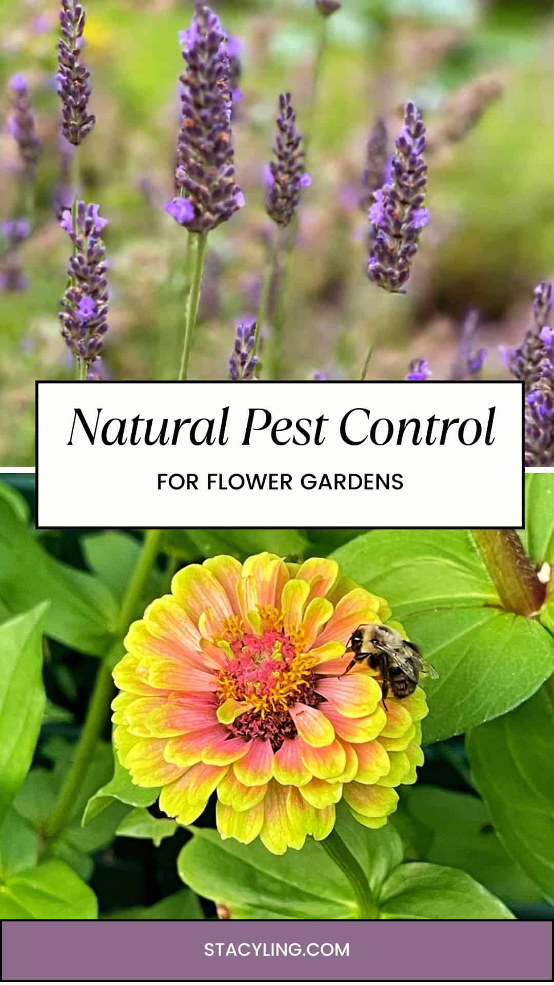 Close-up of blooming lavender in a flower garden above a banner reading “Natural Pest Control for Flower Gardens.” Below, a bee pollinates a yellow-pink zinnia, highlighting organic pest control. Website "stacyling.com" appears at the bottom.