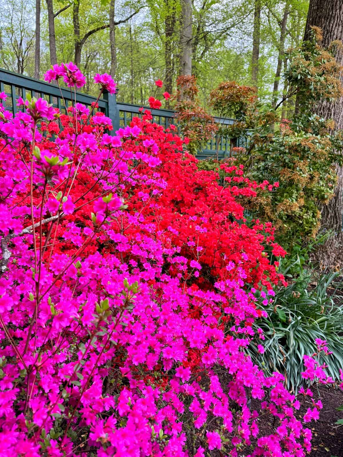 Bright pink and red azalea bushes bloom along a landscaped garden path, with green trees and a black fence in the background on a spring day.