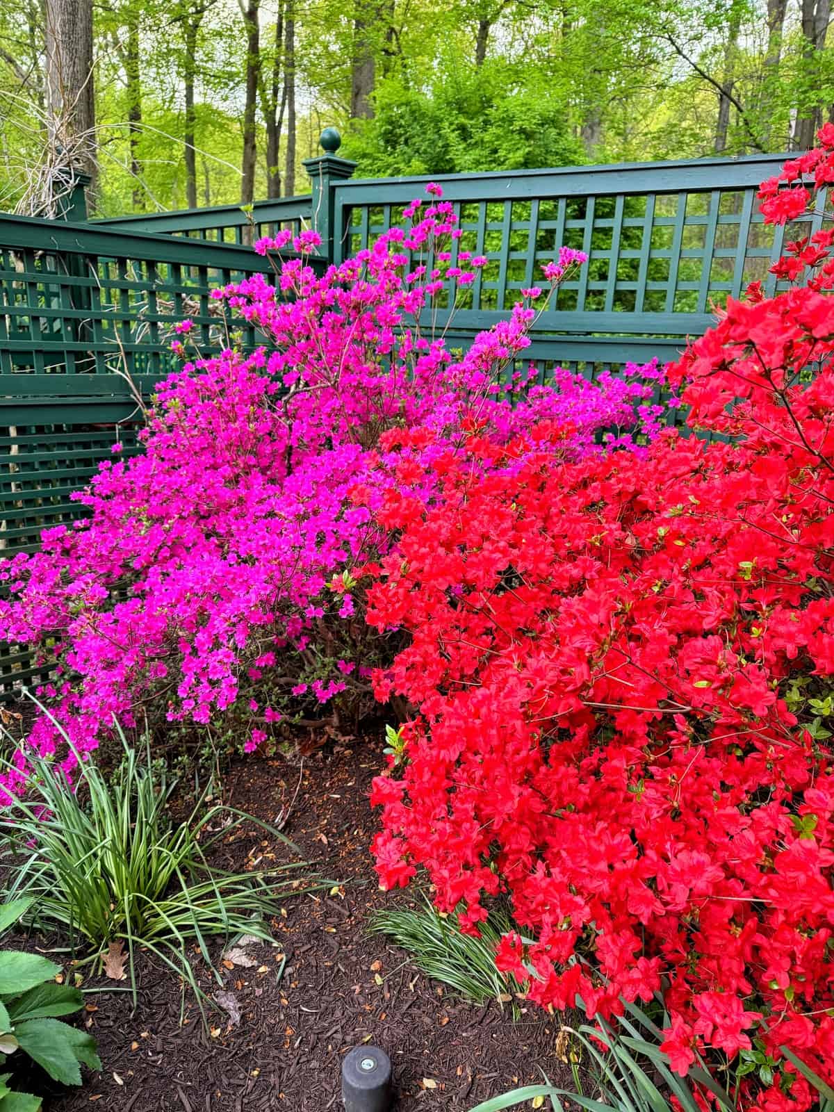 A group of flowers next to a fence.