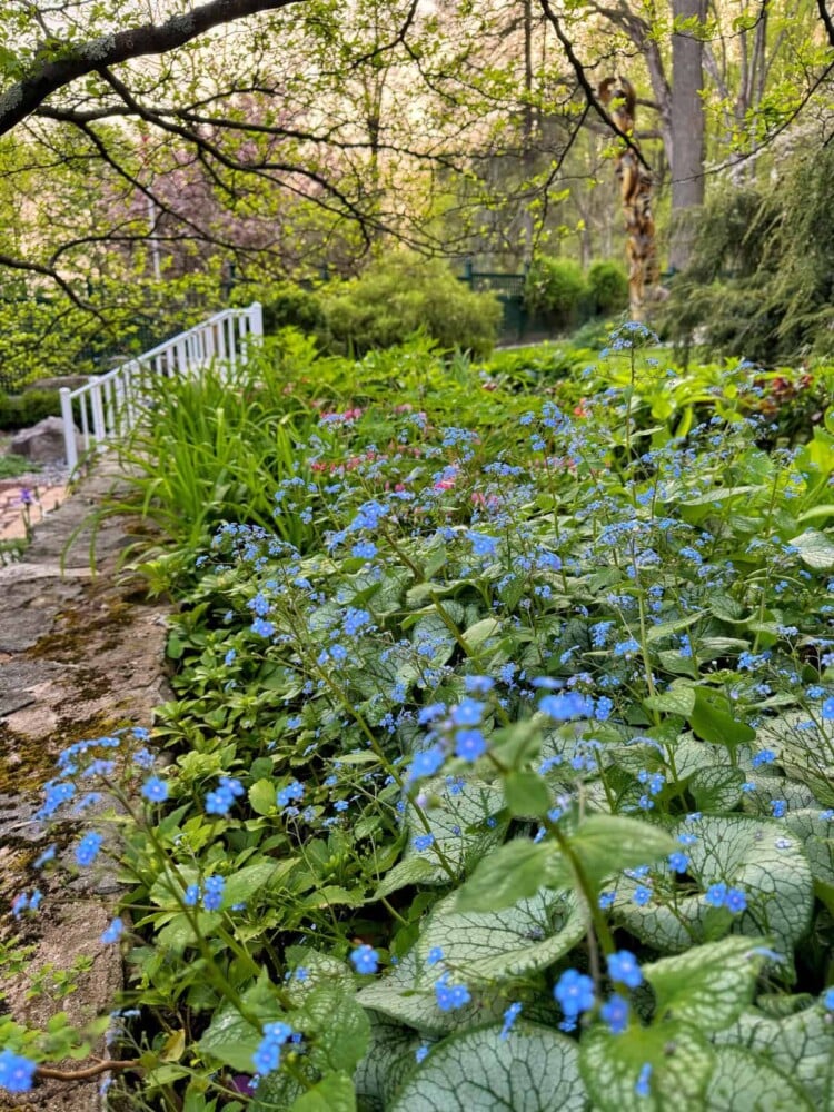 A serene shade garden scene featuring a path bordered by lush greenery and vibrant blue brunnera flowers in the foreground. A white railing lines the path, leading to a distant, partially obscured area enveloped by trees and foliage. The setting evokes a peaceful, natural ambiance.