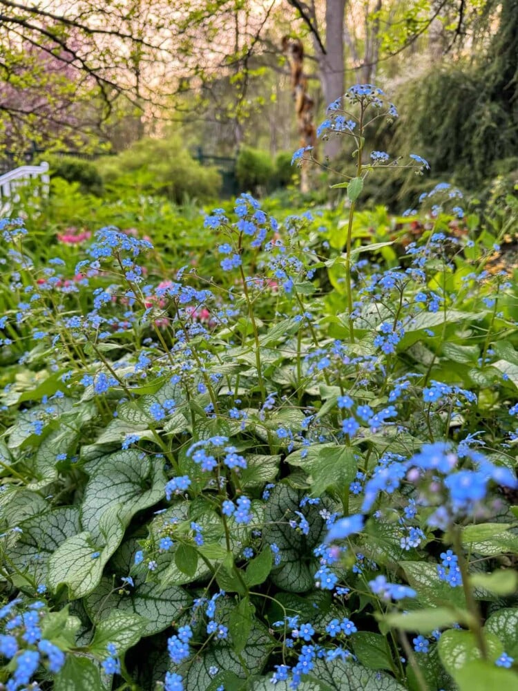 A serene garden scene with vibrant greenery and clusters of small blue flowers in the foreground. Trees and more foliage, including other colorful plants, are visible in the background during what appears to be a warm, soft dusk or dawn light.
