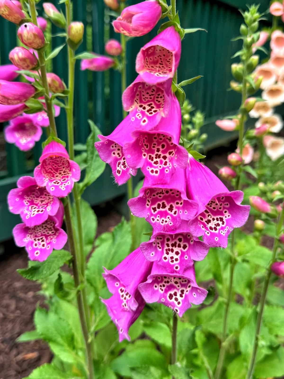 A cluster of vibrant purple foxglove flowers in bloom, displaying their distinctive tubular shape with speckled white and dark purple patterns inside. The flowers are set against a background of green foliage and a teal-colored fence.