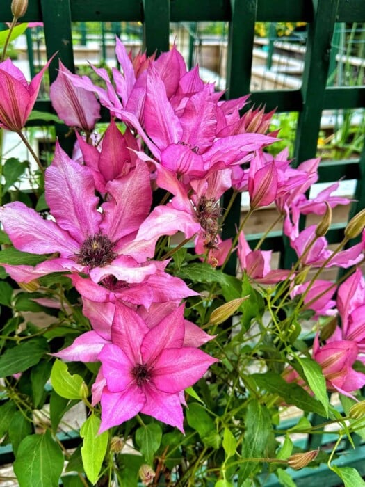 A cluster of vibrant pink clematis flowers in full bloom, with pointed petals and dark centers, are set against a green trellis background. The surrounding foliage includes green leaves and a few unopened buds. The setting appears to be a garden or outdoor area.